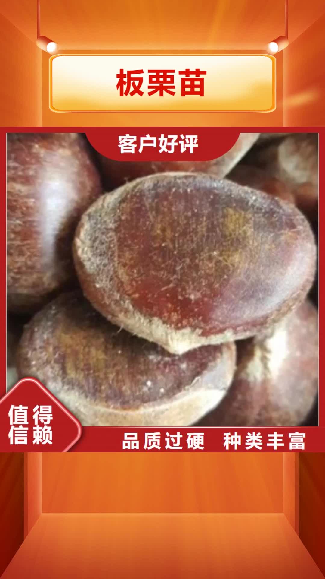 蚌埠 板栗苗-【蓝莓苗】专业供货品质管控