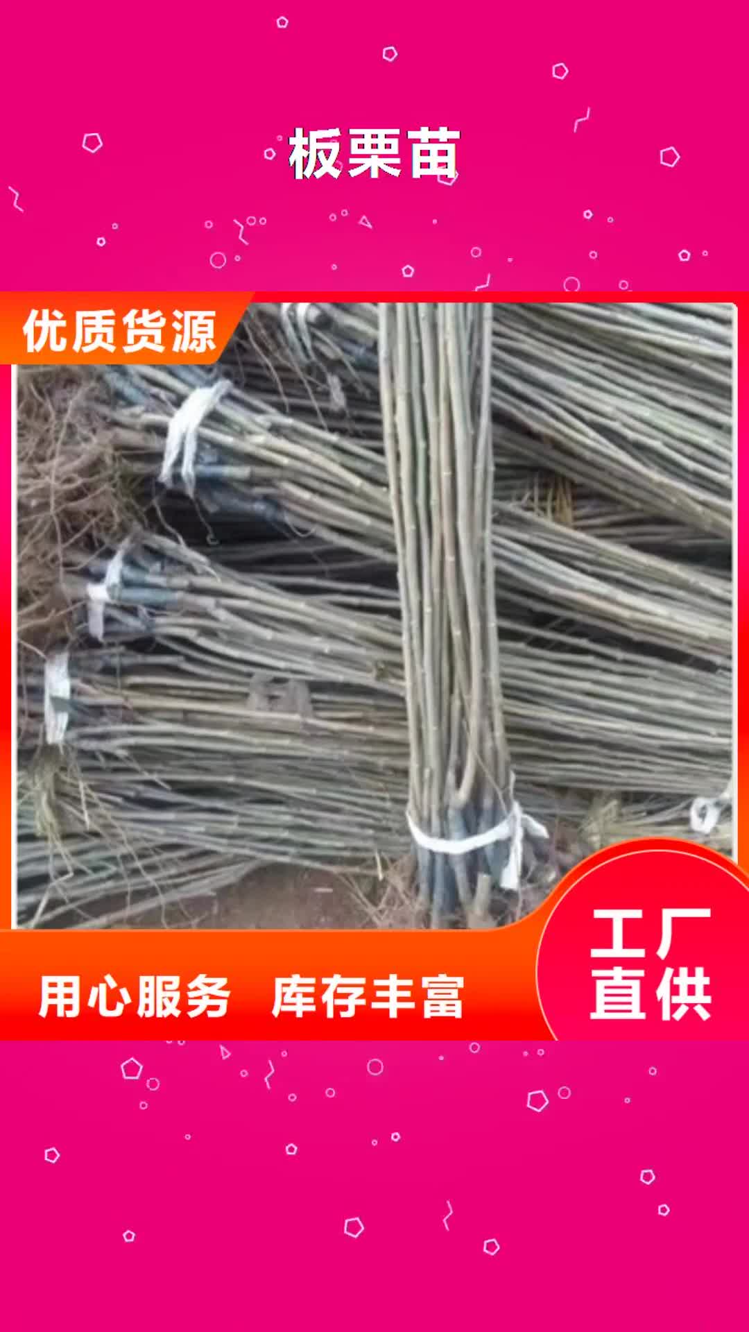 贵港【板栗苗】_李子苗质量不佳尽管来找我