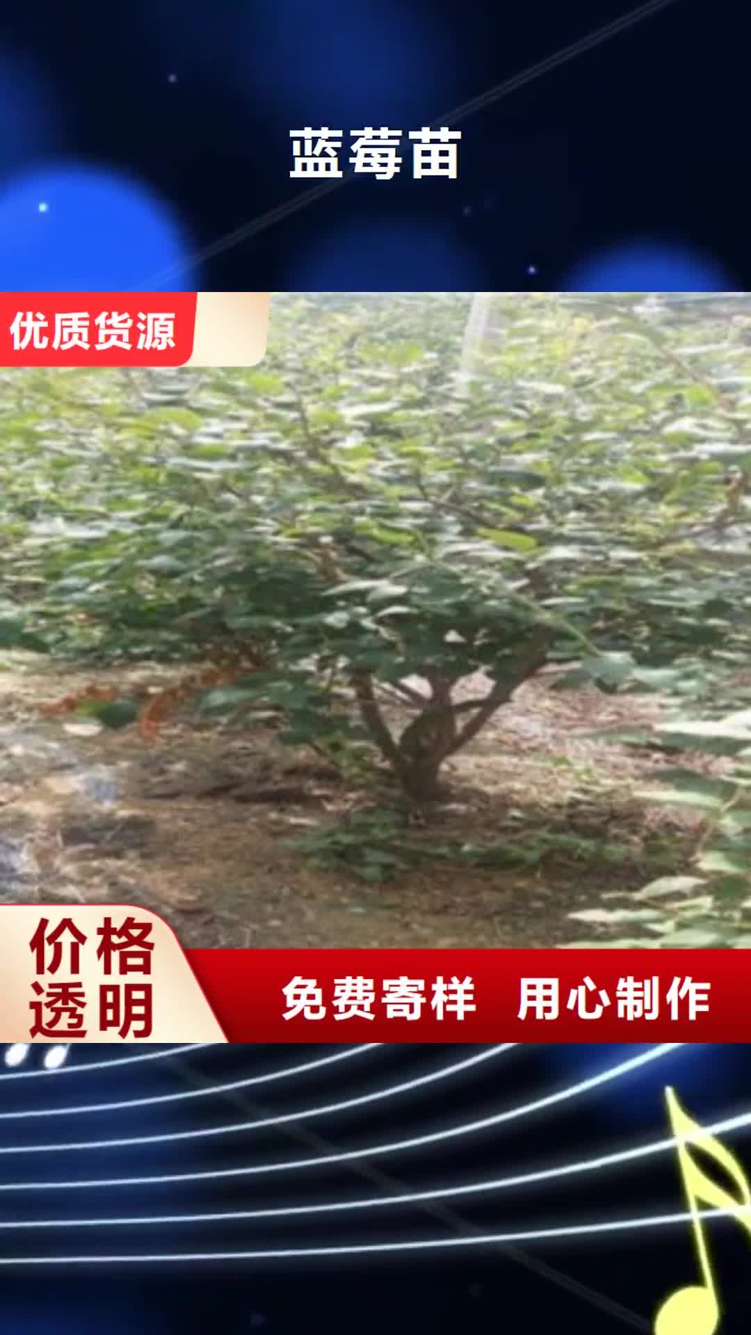 吕梁 蓝莓苗 【花椒苗】库存齐全厂家直供