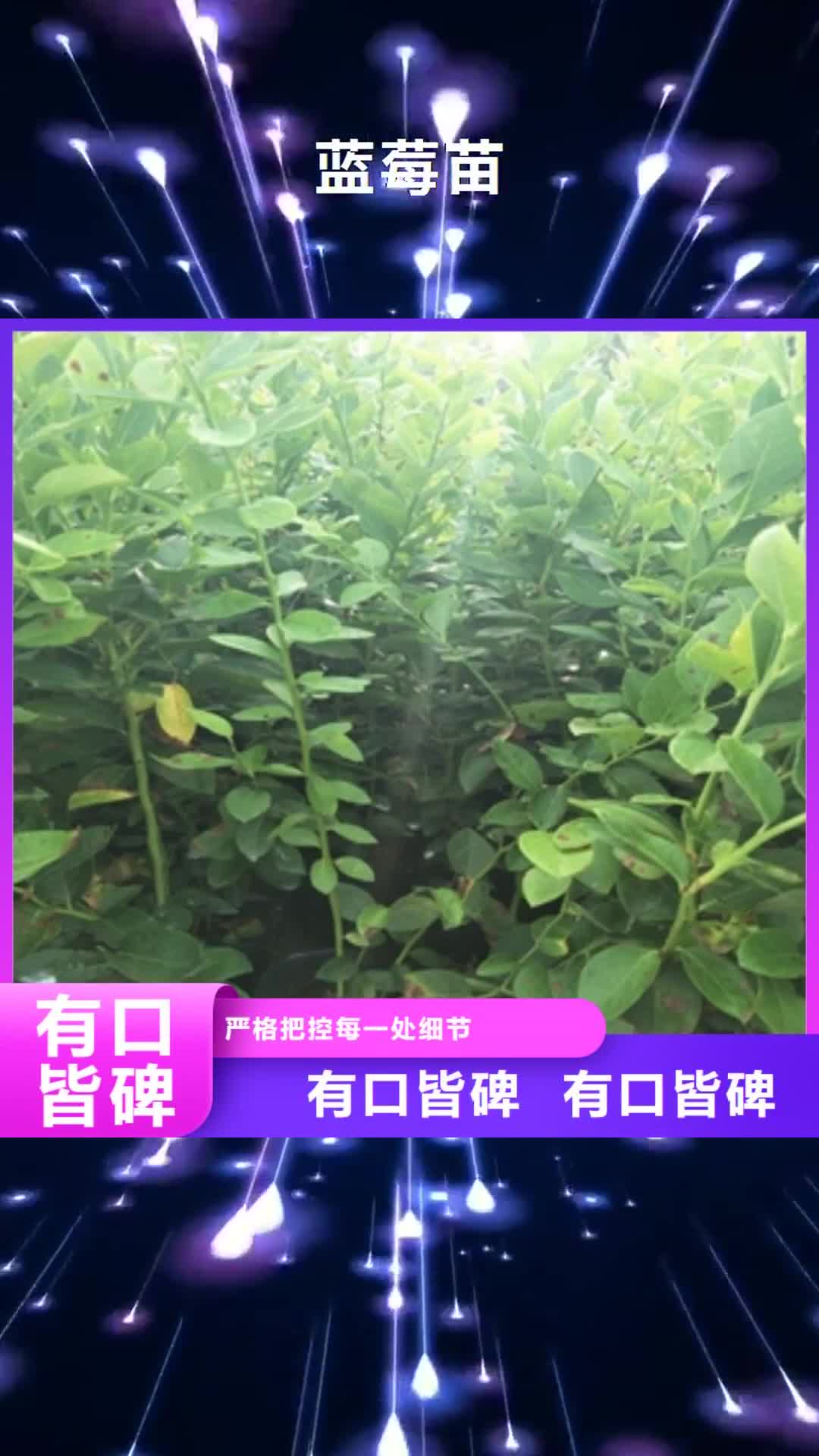 乌鲁木齐【蓝莓苗】,占地果树买的放心