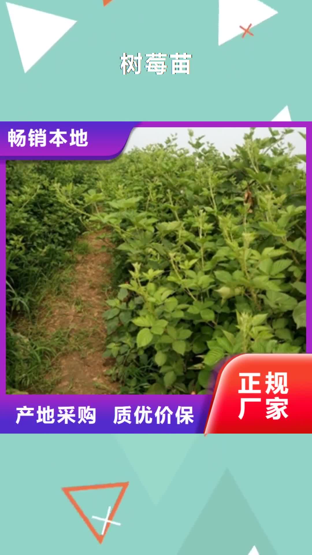 临夏 树莓苗_【核桃苗 樱花苗 长果桑树苗】有口皆碑