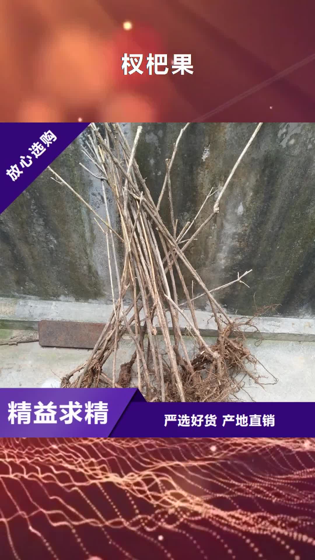 赤峰 杈杷果_【苹果苗】厂家规格全