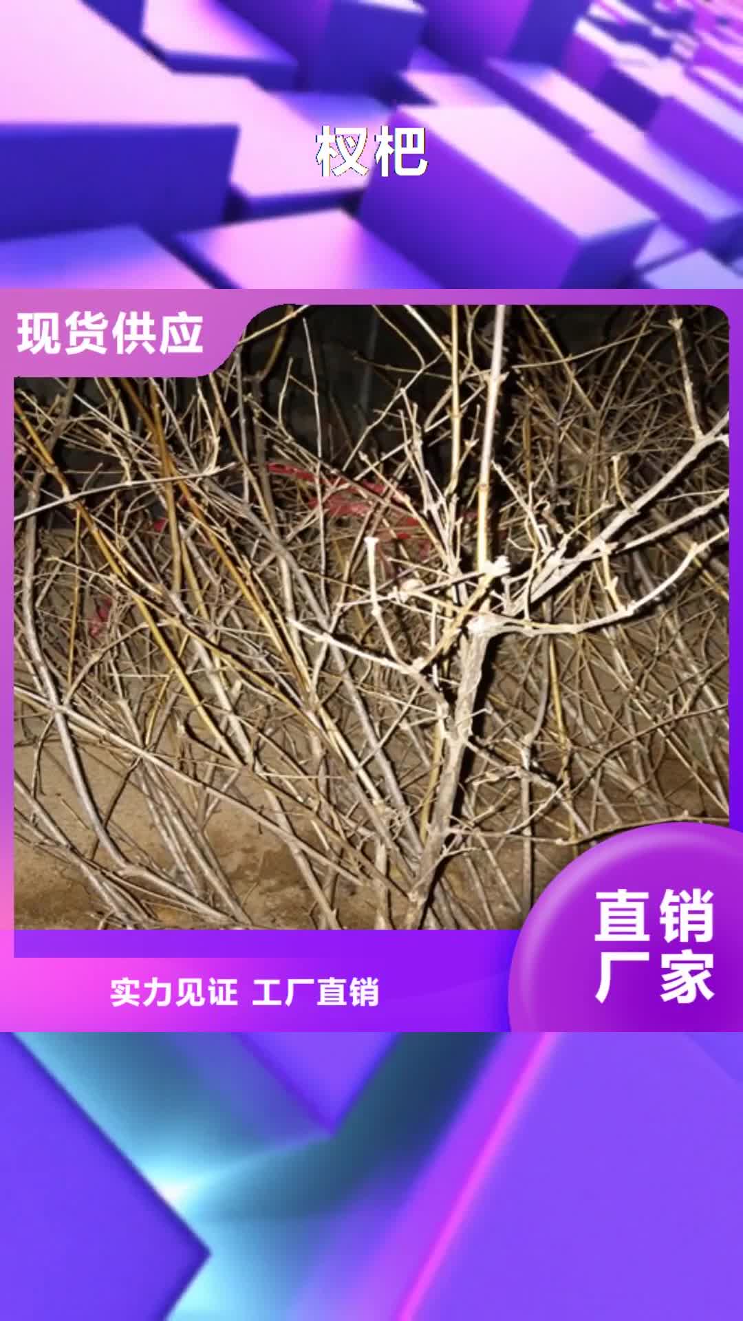 朔州 杈杷 【樱桃苗】推荐厂家