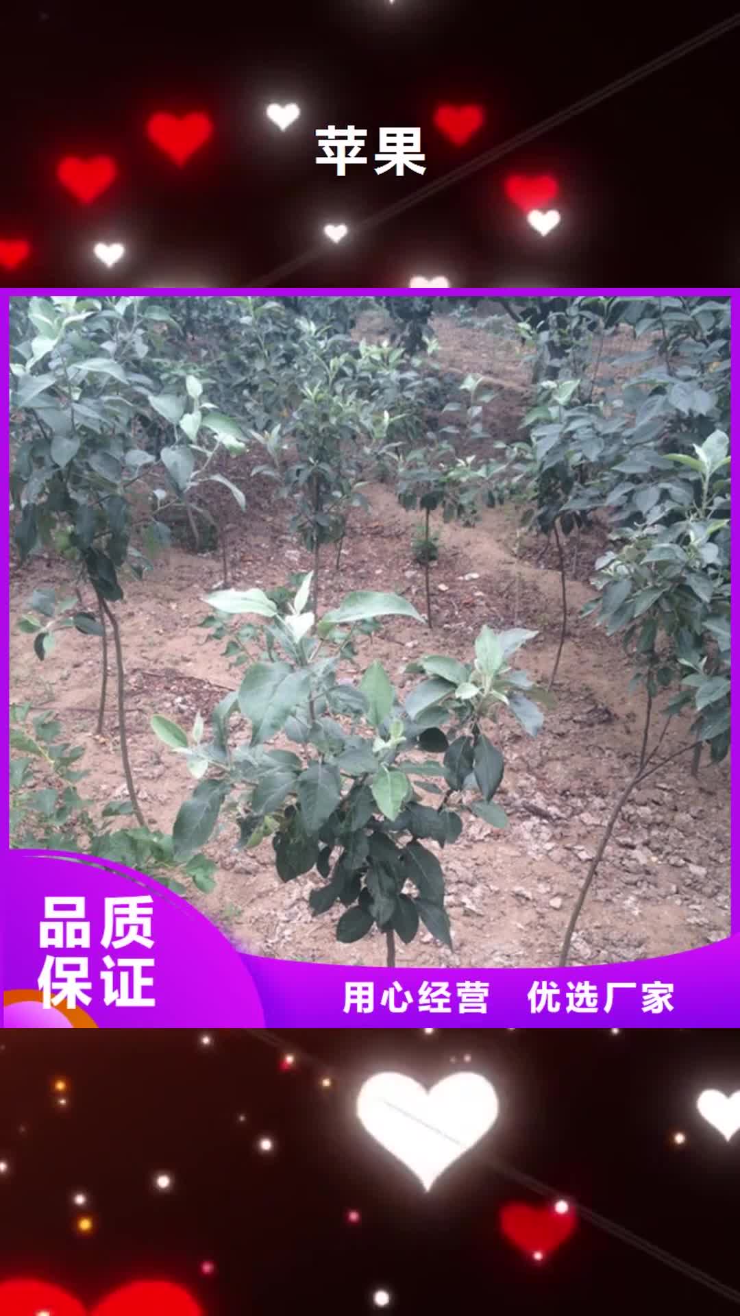 【三门峡 苹果 李树苗用的放心】