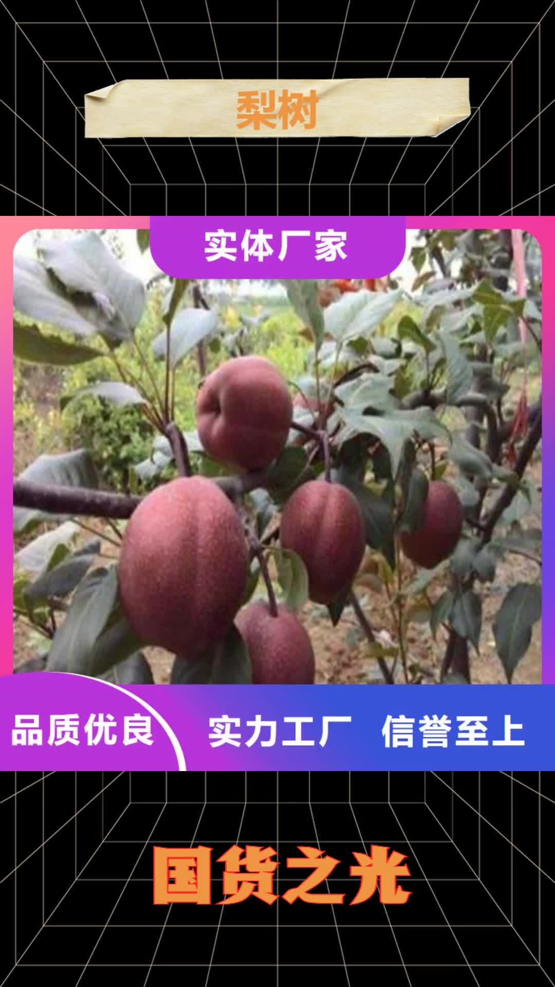 【汕尾 梨树 蓝莓苗产品性能】