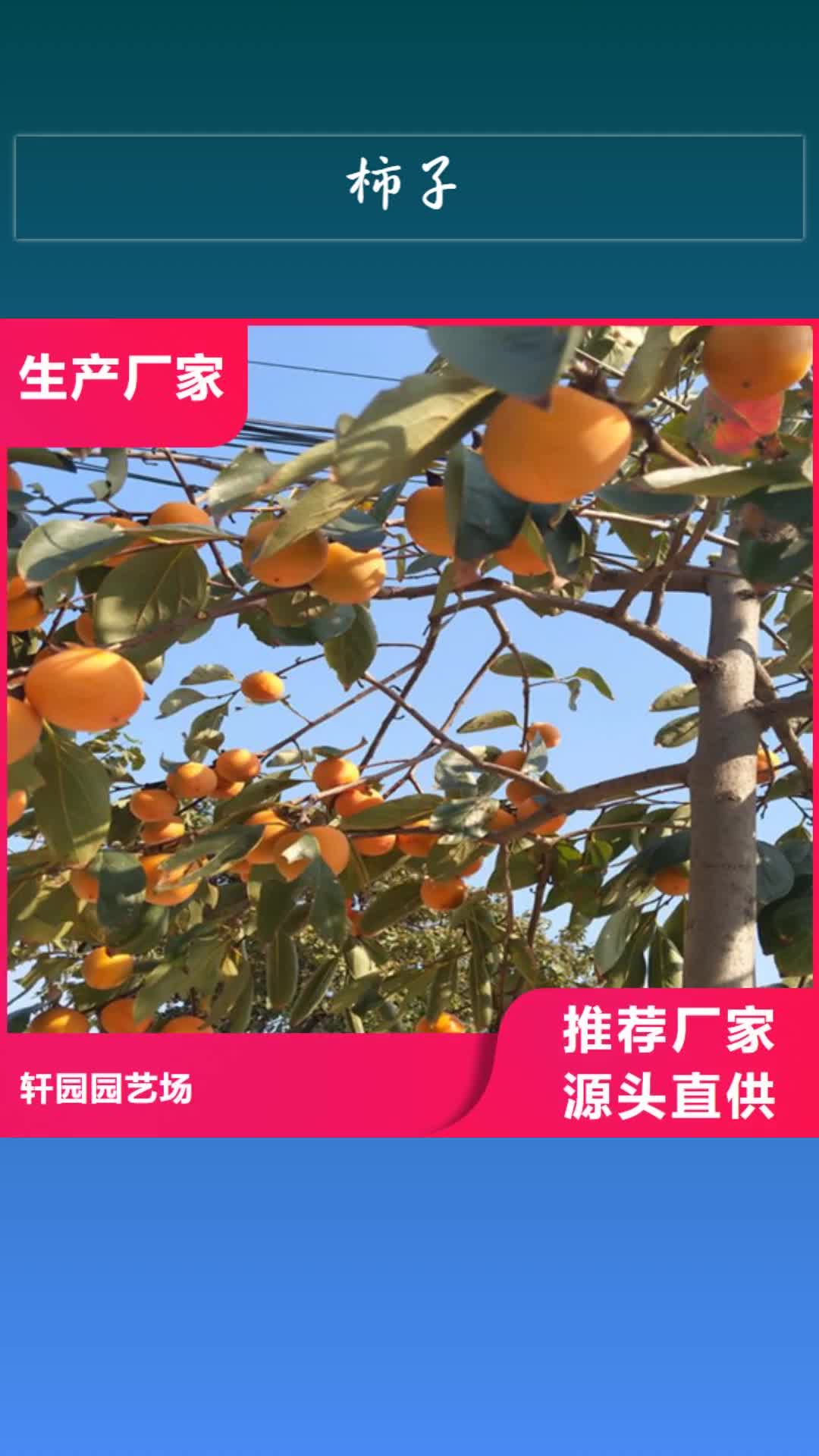 【徐州 柿子-蓝莓苗采购】