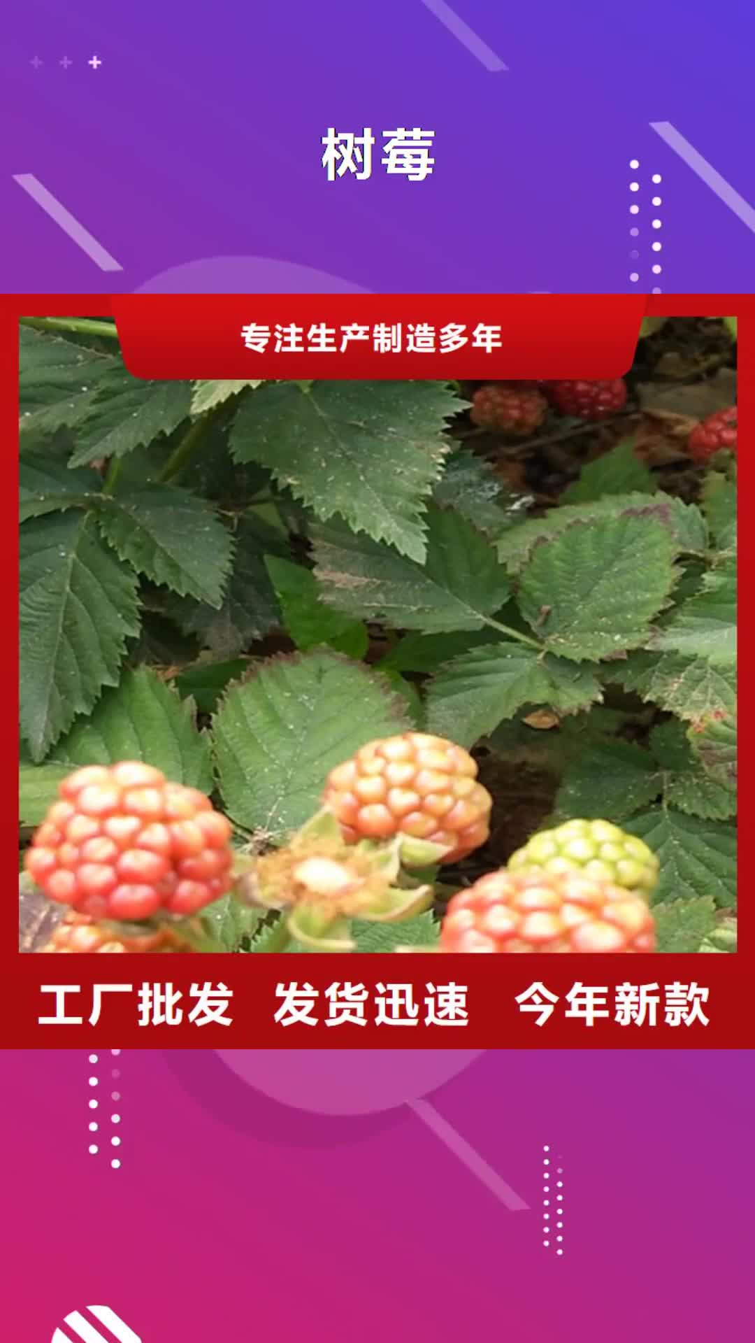 海南【树莓】樱桃苗细节展示