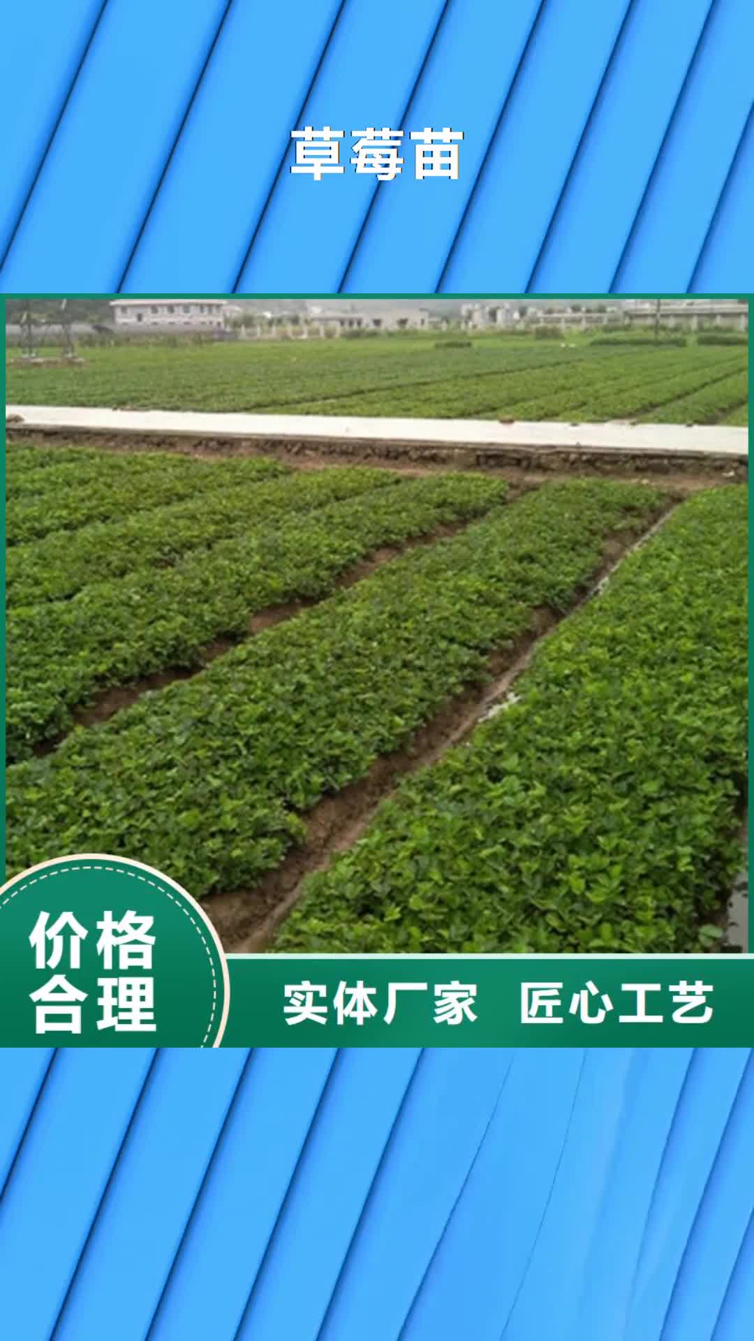 【靖江 草莓苗草莓苗价格专注细节使用放心】