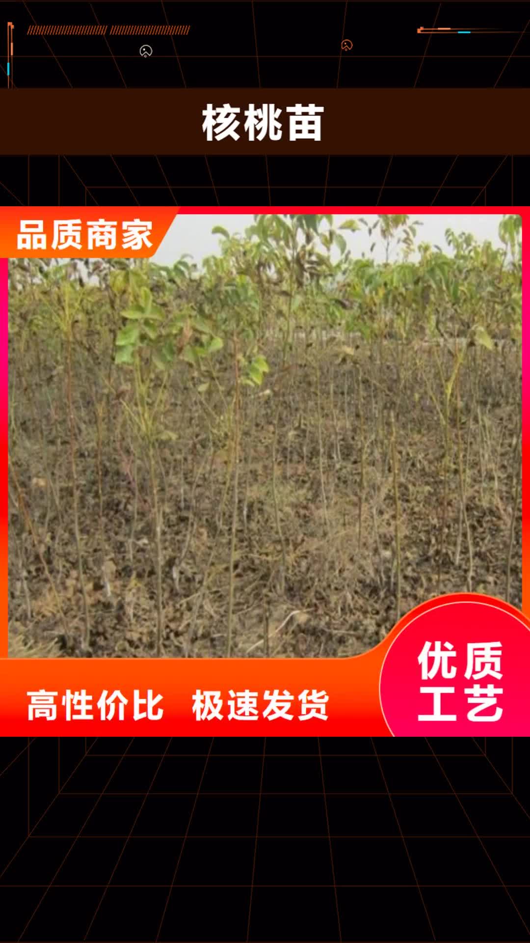 【阿里 核桃苗,大棚草莓苗货源稳定】