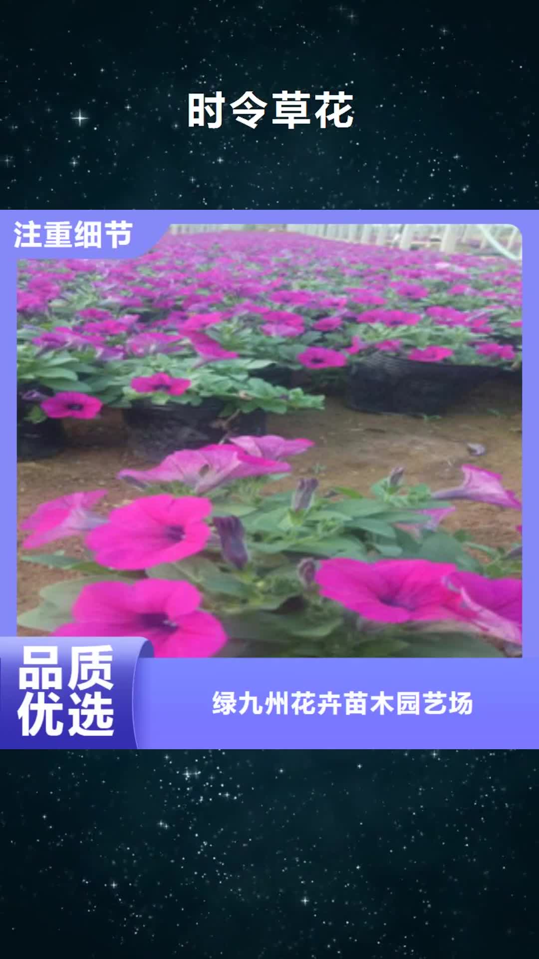 郑州 时令草花_【宿根花卉基地 】货品齐全