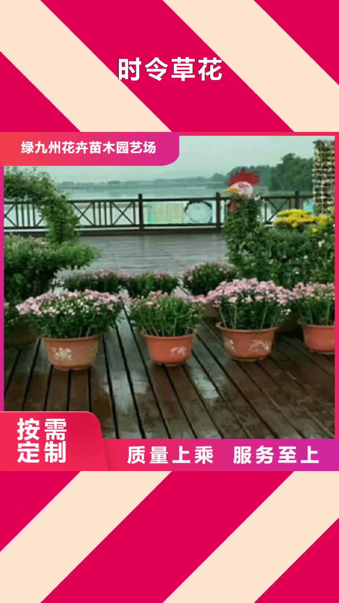 威海 时令草花【花海景观工程】匠心打造