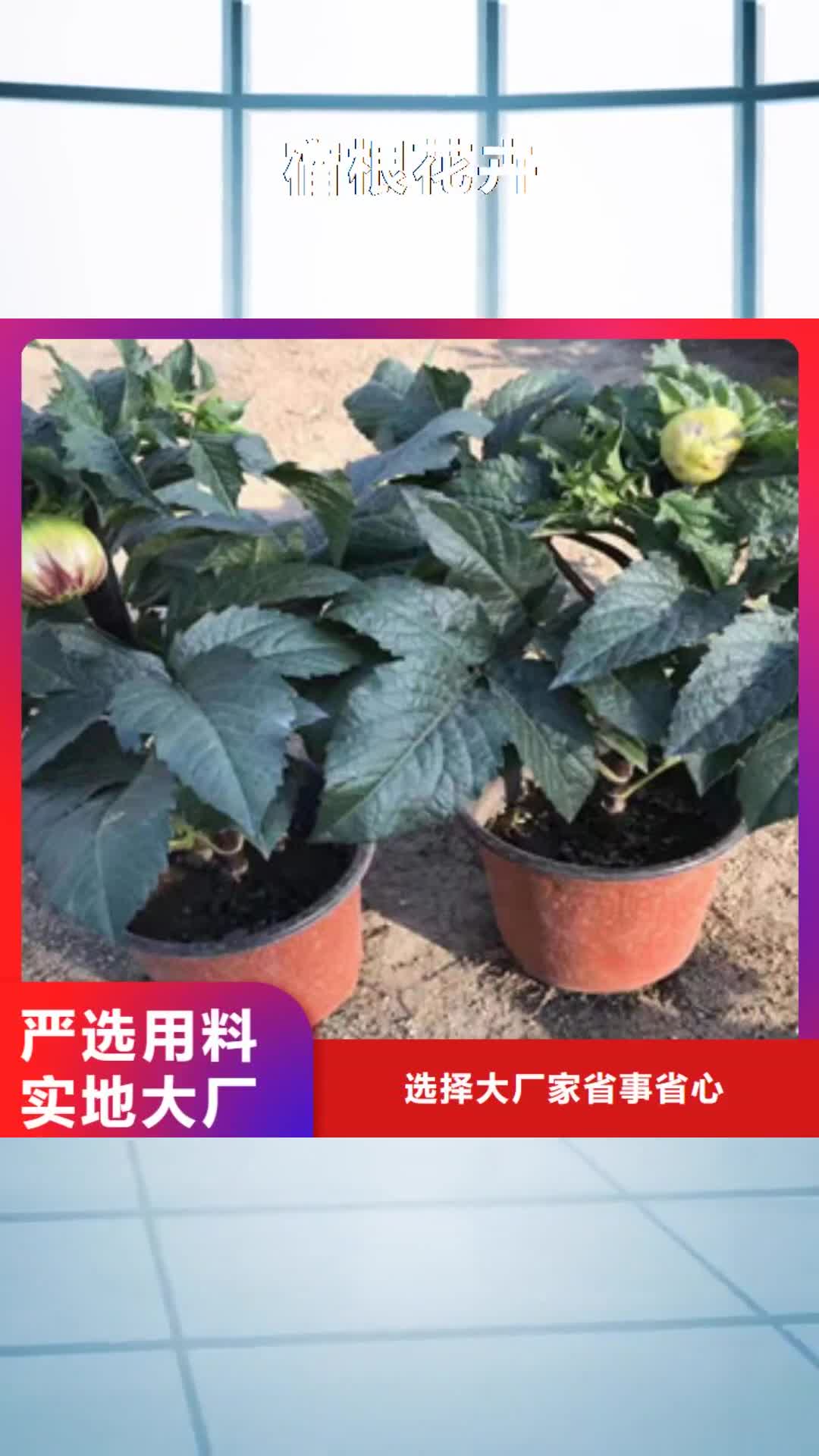 景德镇【宿根花卉】-水生植物/荷花睡莲用心服务