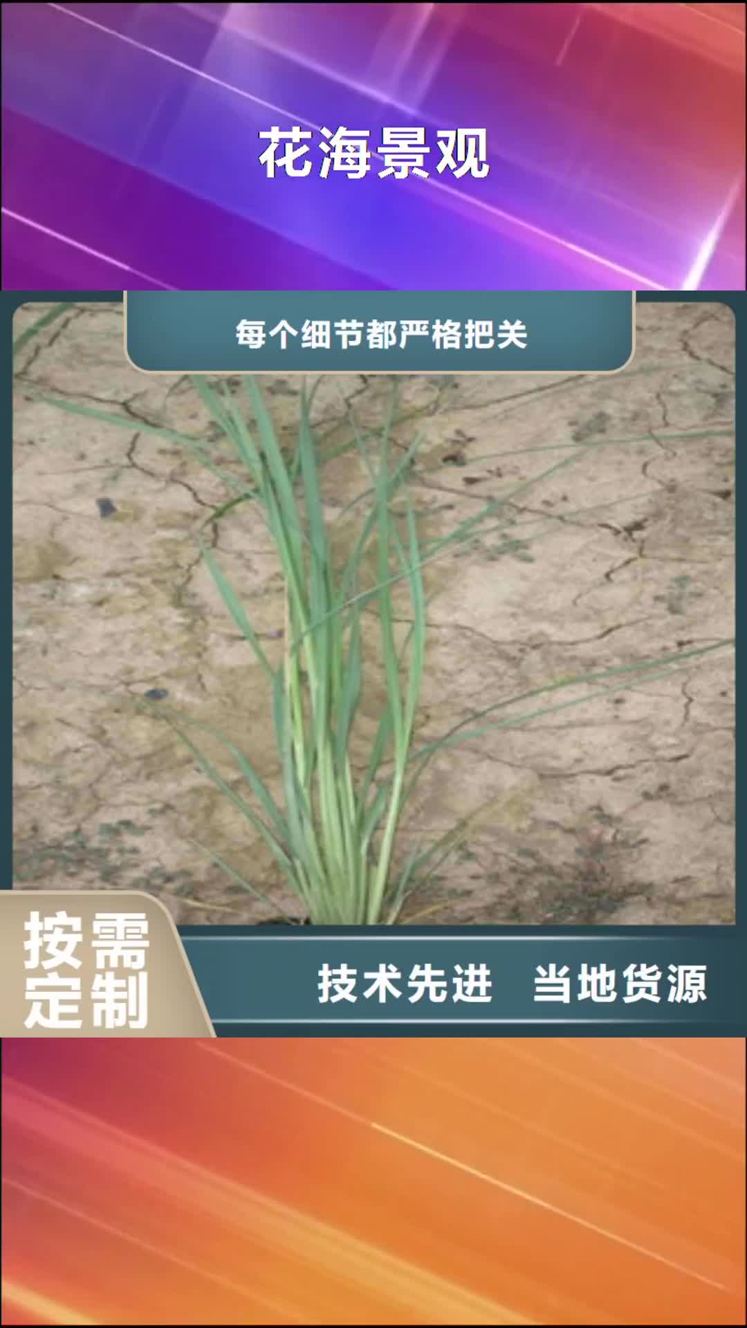 【雅安 花海景观-五一国庆草花批发精工细致打造】