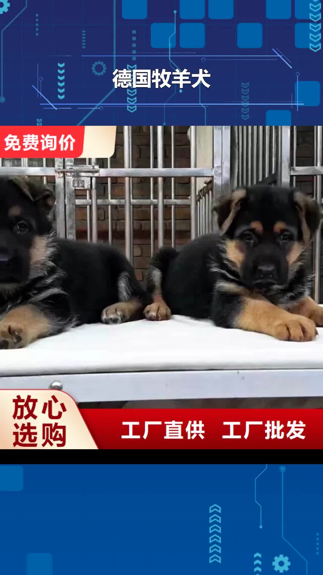 【呼伦贝尔 德国牧羊犬-马犬丰富的行业经验】